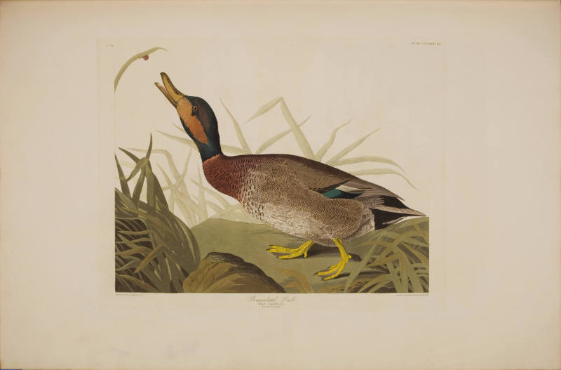 Bemaculated Duck