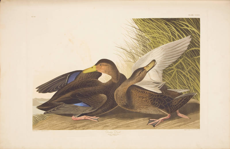 Dusky Duck