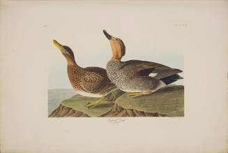Gadwall Duck