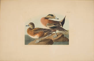American Widgeon