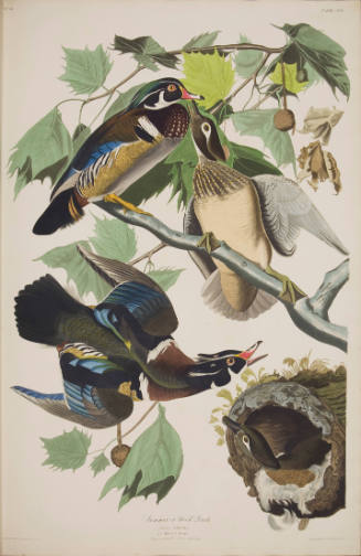 Summer or Wood Duck