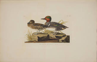 Green winged Teal