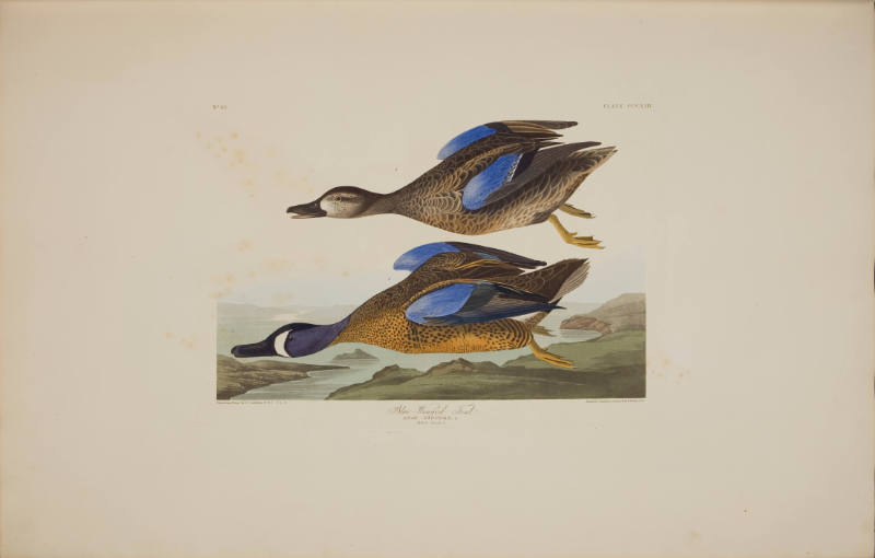 Blue-Winged Teal