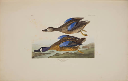 Blue-Winged Teal