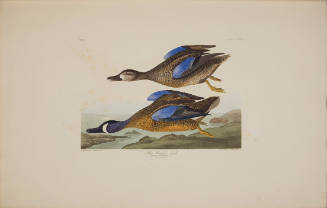 Blue-Winged Teal