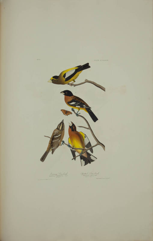 Evening Grosbeak; Spotted Grosbeak