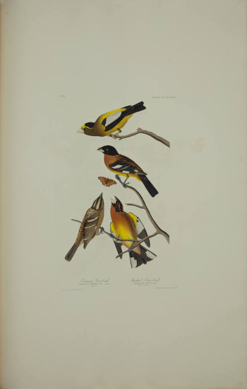 Evening Grosbeak; Spotted Grosbeak