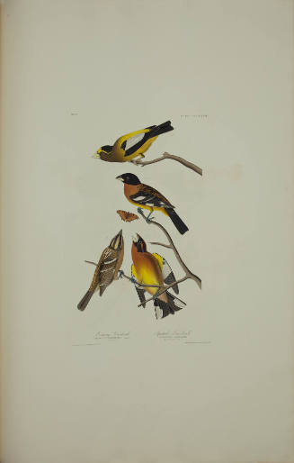 Evening Grosbeak; Spotted Grosbeak