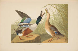 Shoveller Duck
