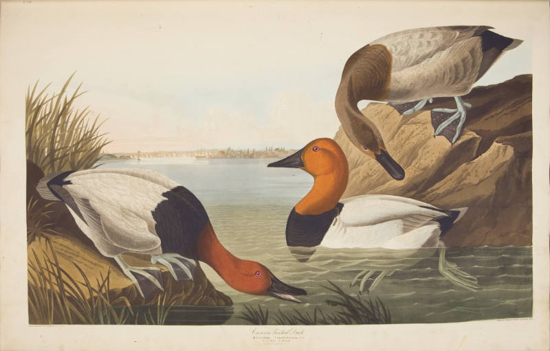Canvas Backed Duck