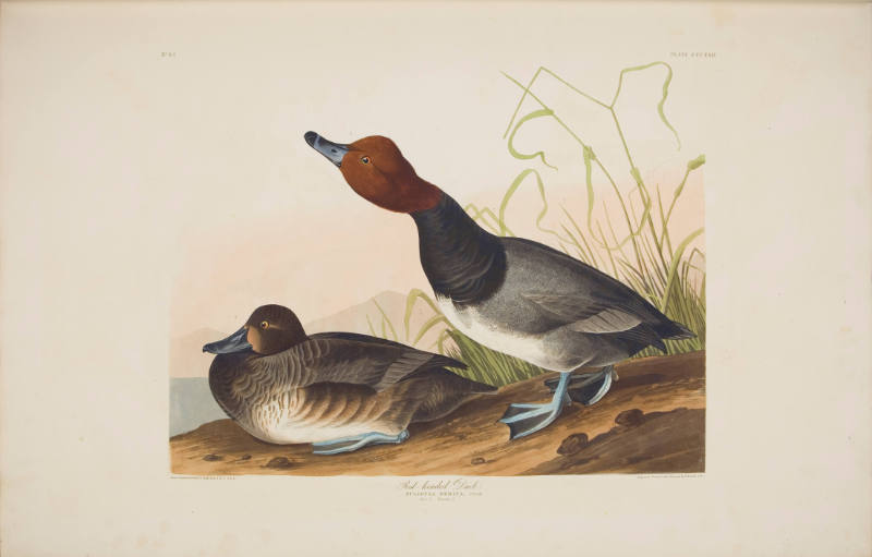 Red-headed Duck