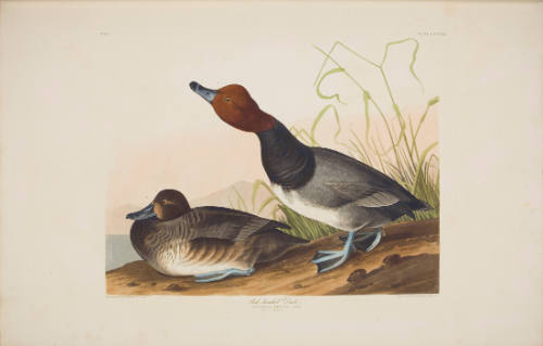 Red-headed Duck