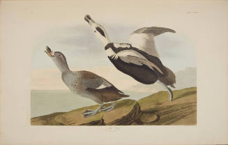 Pied Duck