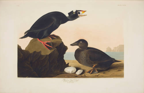 Black or Surf Duck