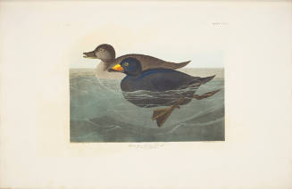 American Scoter Duck