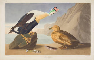 King Duck