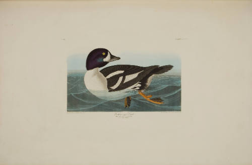 Golden-eye Duck