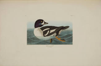 Golden-eye Duck