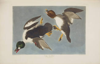 Golden-eye Duck