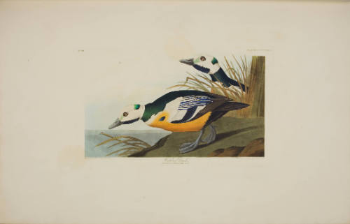 Western Duck