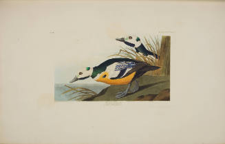Western Duck