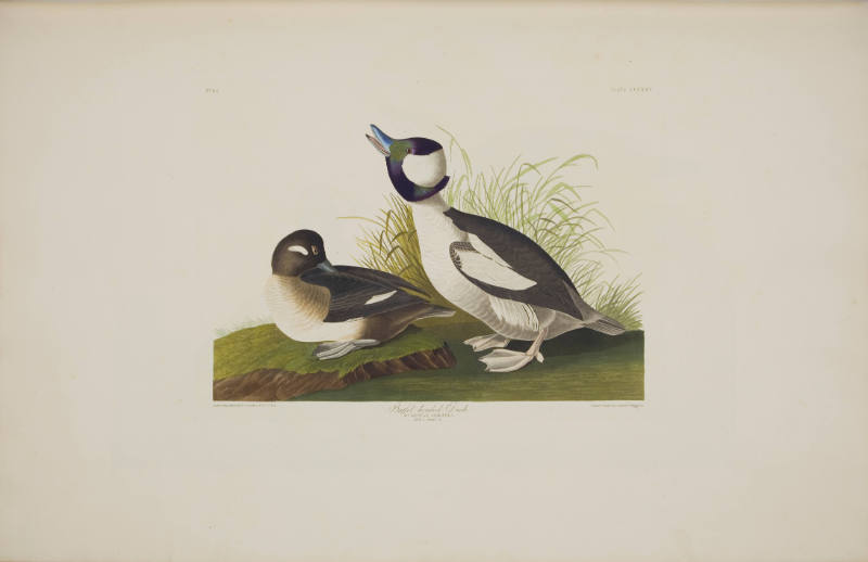 Buffel-headed Duck