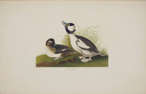 Buffel-headed Duck