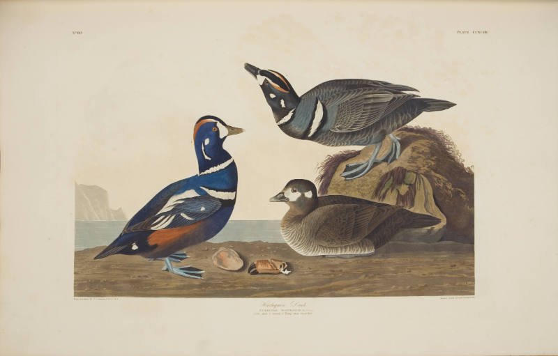 Harlequin Duck