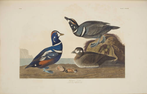 Harlequin Duck
