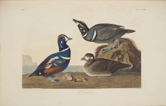 Harlequin Duck