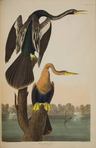Black-bellied Darter