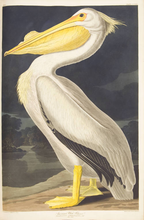 American White Pelican