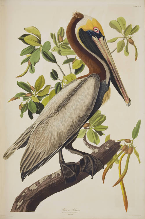 Brown Pelican