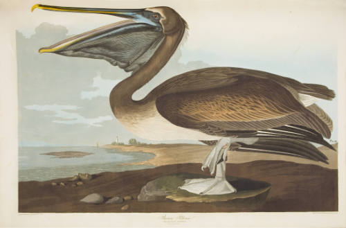 Brown Pelican