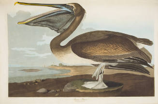 Brown Pelican