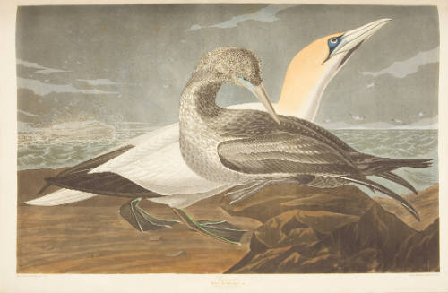 Gannet
