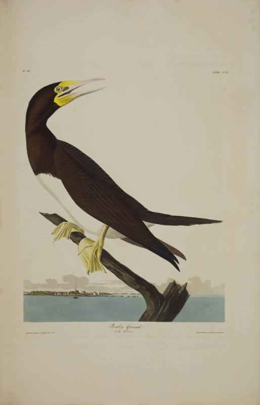 Booby Gannet