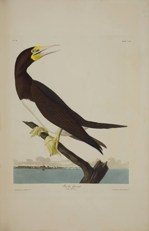 Booby Gannet