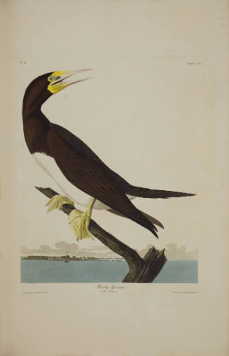Booby Gannet