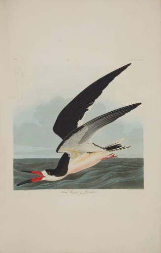 Black Skimmer or Shearwater