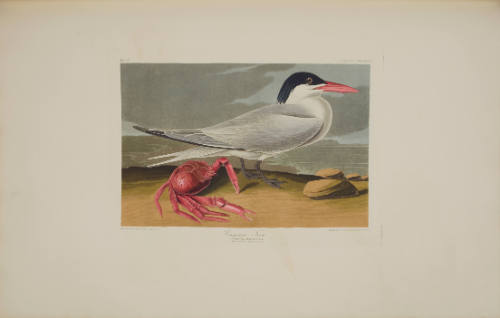 Cayenne Tern