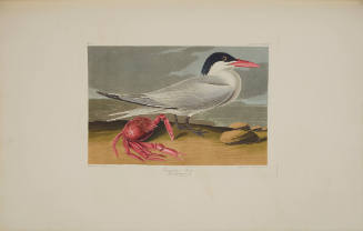 Cayenne Tern