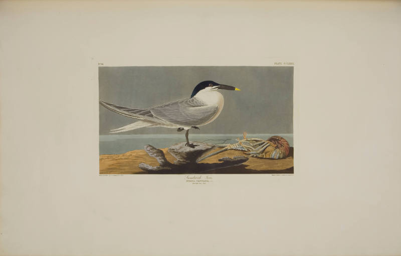 Sandwich Tern
