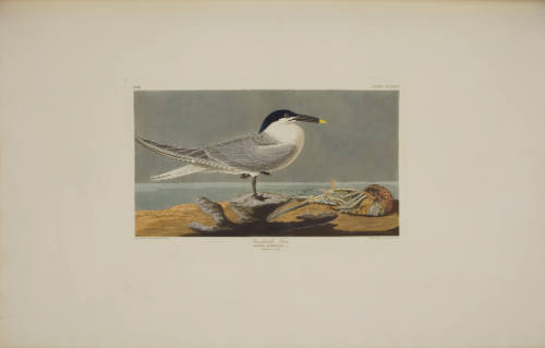 Sandwich Tern