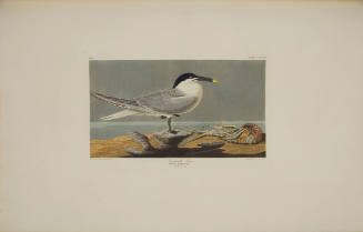 Sandwich Tern