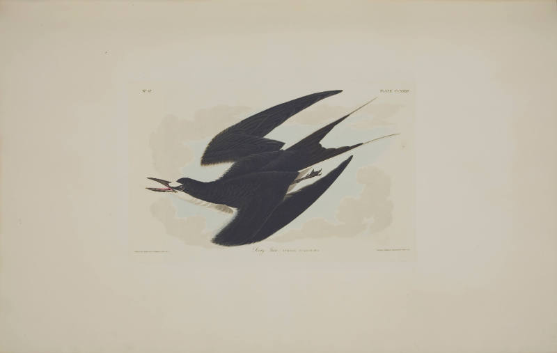 Sooty Tern