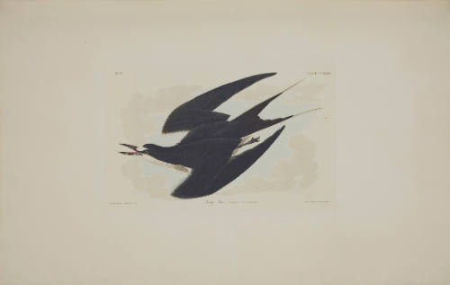 Sooty Tern