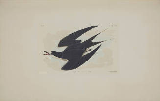 Sooty Tern