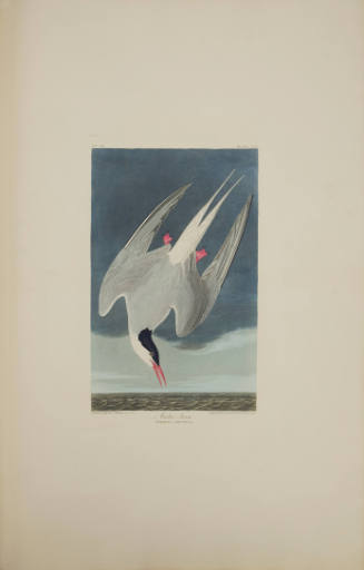 Arctic Tern
