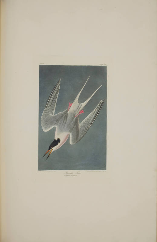 Roseate Tern